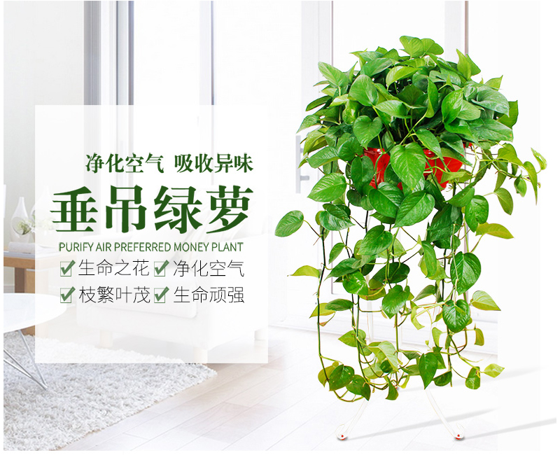 垂吊綠蘿